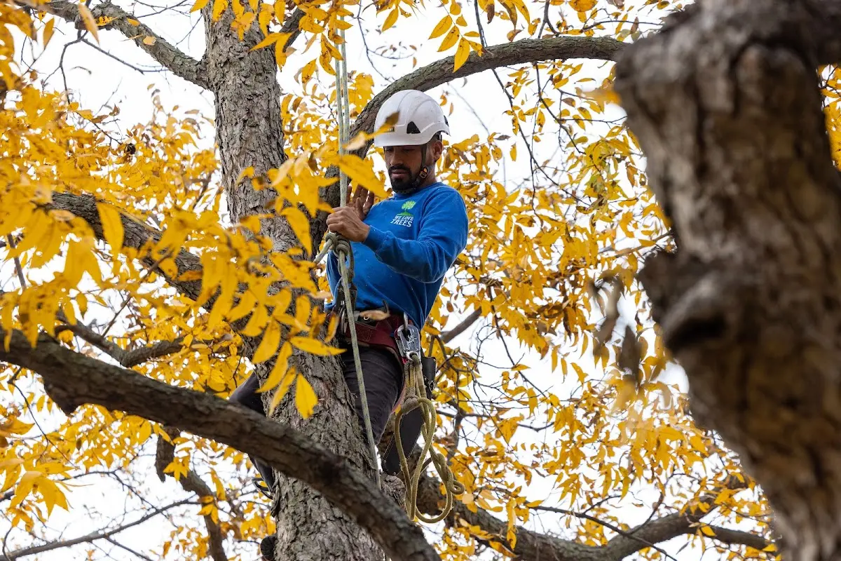 Skilled Tree Trimming crew working in Orr
